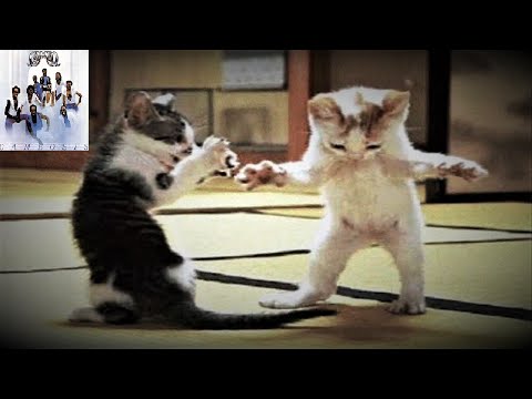 "Shake Your Pants" Cameo (& dancing cats) (long version) (lyrics⬇)