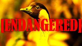 What is an Endangered Species Exactly? Lets Learn with Hawaiian Geese!