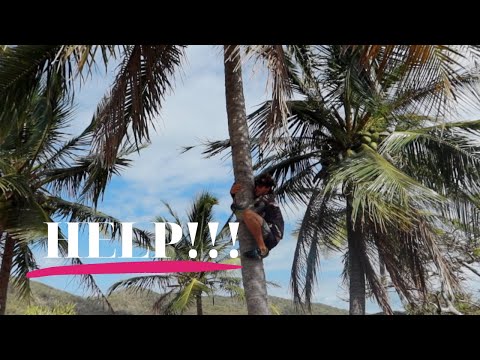 HELP!! Are we the most amateur coconut pickers ever? 🥥 Sailing Thomas Is to Goldsmith Is. Ep 22