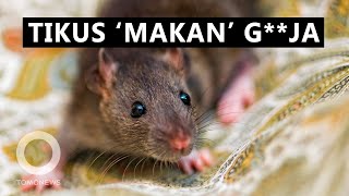 Download lagu Tikus βMakanβ 581 Kg Ganja Sitaan, Kata Polisi India mp3 Download lagu Tikus βMakanβ 581 Kg Ganja Sitaan, Kata Polisi India mp3