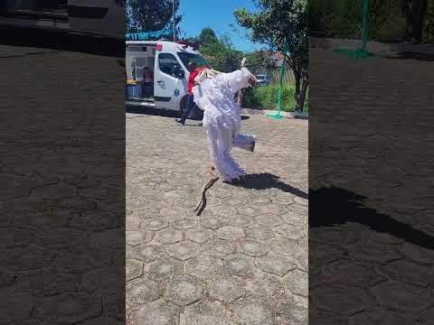 Encontro de Folia de Reis - São José da Varginha/MG. #sanfona#viralshorts #foliadereis