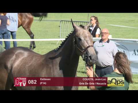 Show AQPS Le Lion 2016 : Lot 82 - Estissac