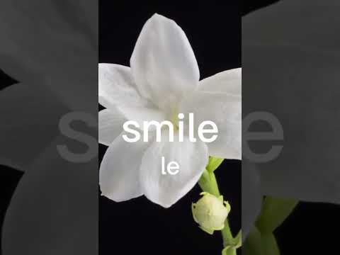 Oga di mma by Calledout music ft Nolly. Tell me which song to do next in the comments #fyp #Nolly