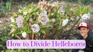 Hellebores - How to Divide Helleborus - Easy, Fast & Free Propagation