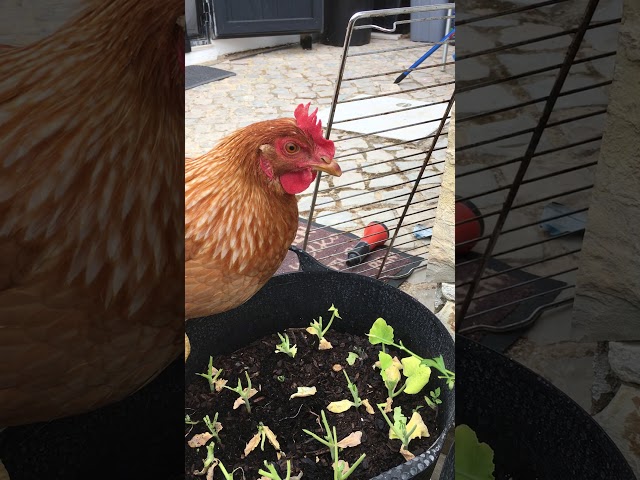Lekkere plantjes hmmmm Aretha in plant