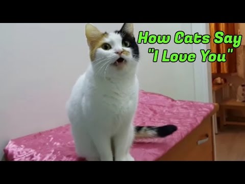 10 Signs Your Cat Loves You - YouTube