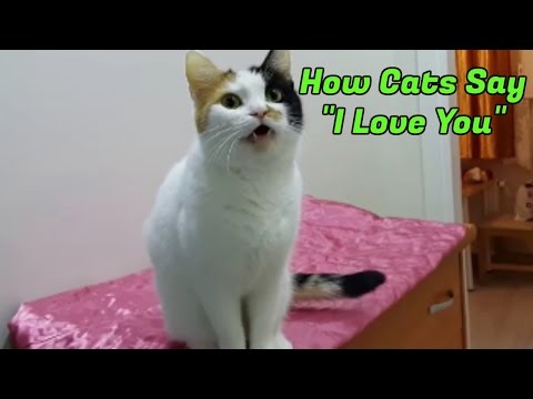 download lagu mp3 mp4 How To Know If Kitten Likes You, download lagu How To Know If Kitten Likes You gratis, unduh video klip How To Know If Kitten Likes You