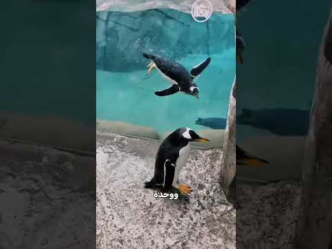 انتقل الى عالم اخر!😅