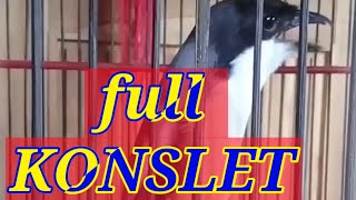 Download lagu Masteran cendet full tembakan, lovebird konslet, masteran cendet trotol mp3