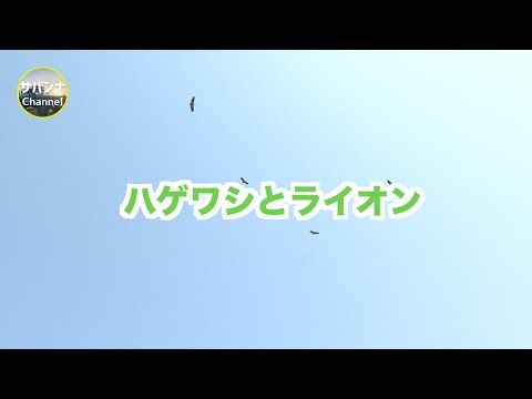 ハゲワシ - 定義