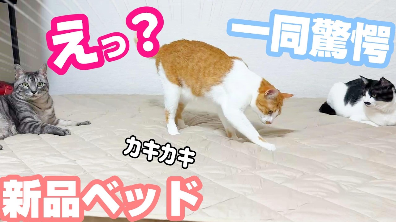 寝室が完成したので猫達に見せてみたらまさかの行動に・・・