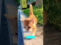 Cat Funny Videos ️ Kitten Meowing Call ‍ Part 4425
