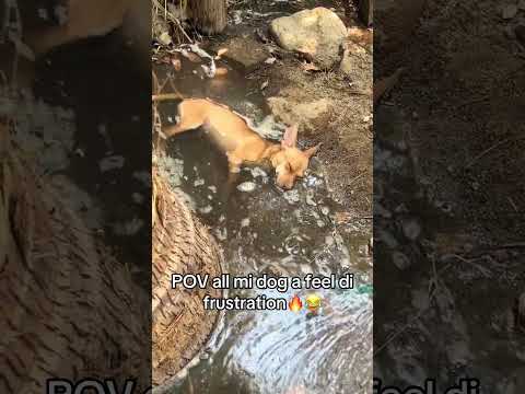 Every dog in summer be like💧 #relatable #funnypets #shorts