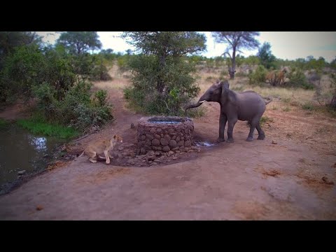 Elephant vs Lioness
