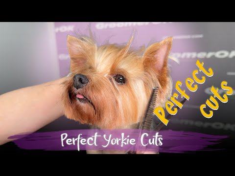 Yorkshire Terrier Grooming | Detailed Yorkie Grooming Guide for Perfect Haircuts | Watch Now!