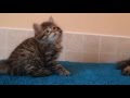 Update Siberian male kitten Zoreslav black spotted tabby available cattery sibirushka com, Video black siberian cat for sale terbaru!