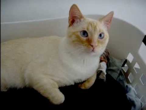 A Flame Point Siamese Cat