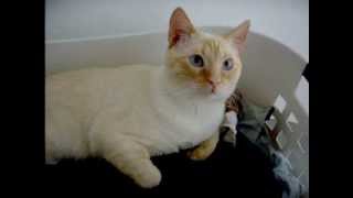 A Flame Point Siamese Cat