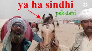 Download lagu sindhi horse for sale reaction video mp3