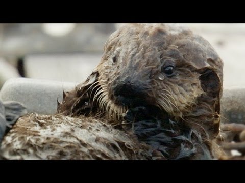 Бебе видра се учи да чупи черупките на морските обитатели