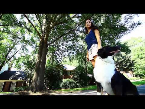 The Dog Wizard - Customer Success Story