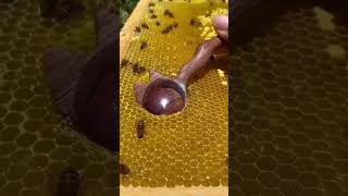 Download lagu Busy bee making fresh honey.🍯🐝 #youtubeshorts #shorts #bee #honey #busybee #satistifying #yummy mp3