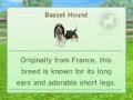 Nintendogs+Cats: Basset Hound 