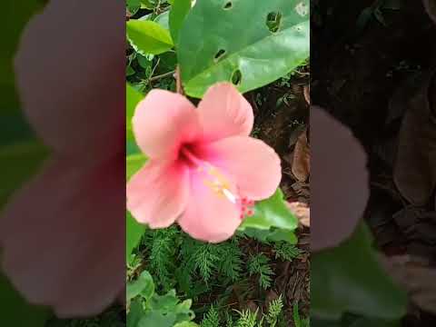 Flower@garden#beautiful flowers#lovely #nice#flowers