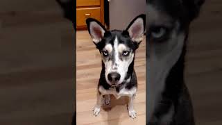 Video preview image #1 - Mix Puppy For Sale in Crystal, MN, USA