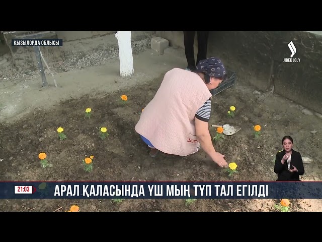 Арал қаласында үш мың түп тал егілді