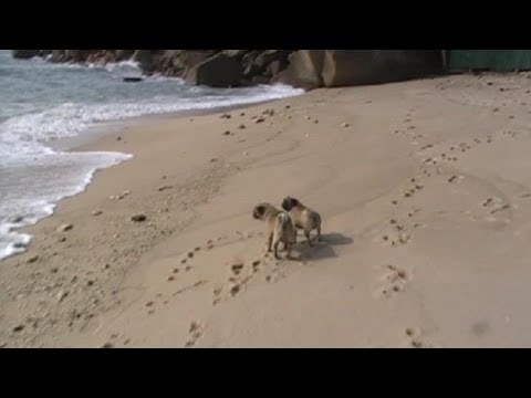 2 Pug Dogs going Mad on Secret Beach, Koh Samui, Thailand