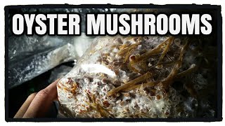 Oyster Mushroom Grow on Straw Update, Week 2