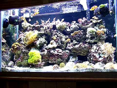 29 Gallon Reef Tank