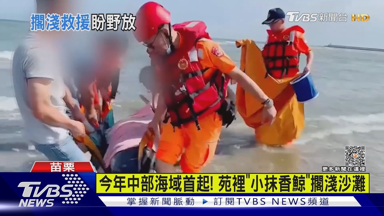今年中部海域首起! 苑裡「小抹香鯨」擱淺沙灘