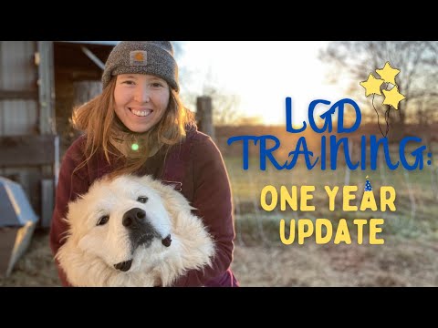 YouTube video about: How to train a livestock guard dog?