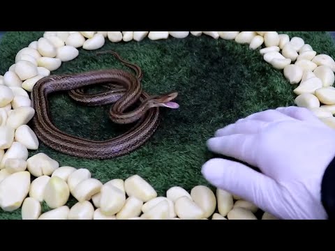 Snakes hate garlic Amazing Reaction to Garlic