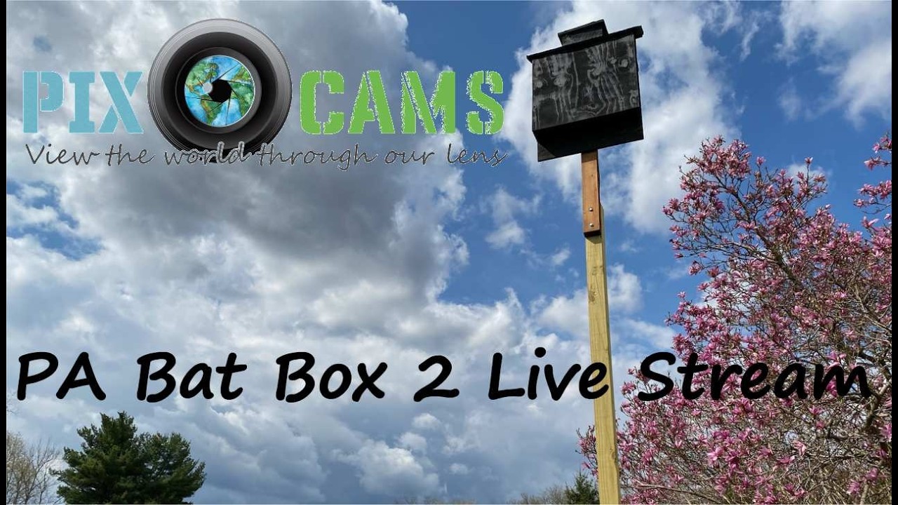 Live webcam view of Bat Box Interior Wildlife Cam