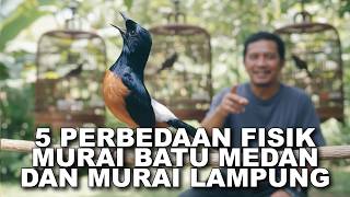 Download lagu 5 Perbedaan Fisik Murai Batu Medan & Lampung Super Yang Jarang Diketahui Pemula mp3