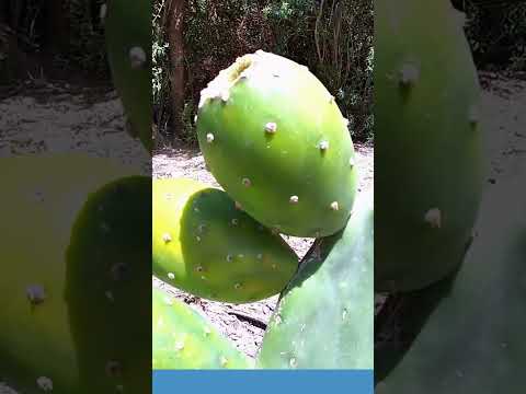 PRODUCCIÓN AGRÍCOLA CHICHEÑA TUPIZA #producciónagrícola  #chacras  #estarcasudchichastupizabolivia