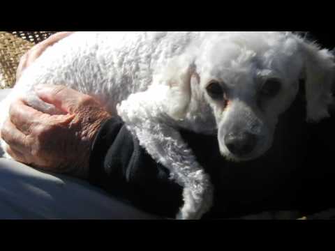 Chimp Berry, an adopted Poodle in Houston, TX_image-1