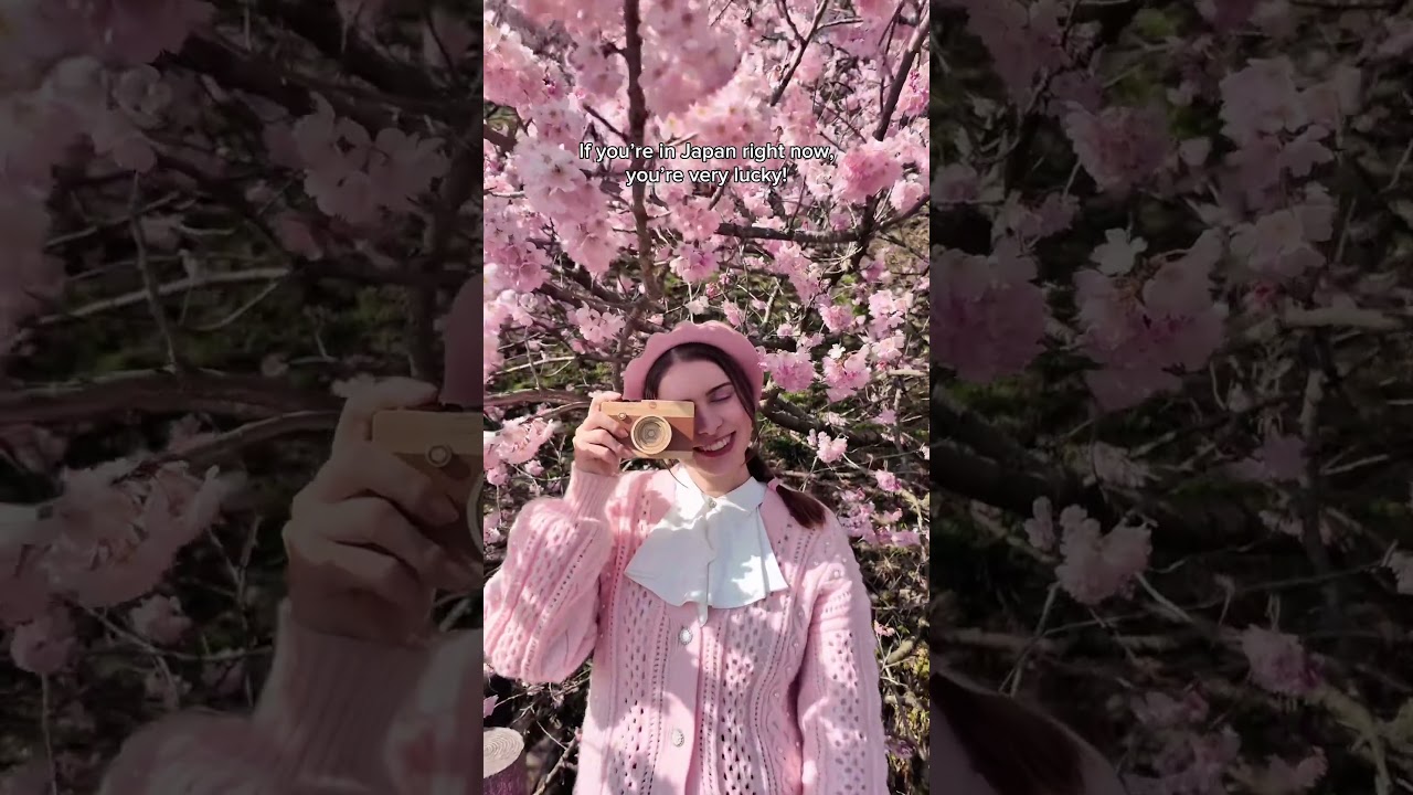 Harumeki-zakura are in full bloom 🌸 #sakura #sakuraseason #cherryblossoms #japan #japantravel