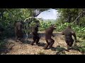 monkeys dancing