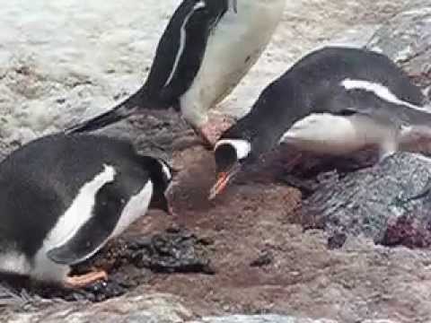 Thumbnail for Penguin steals rock by Phil Knight