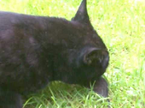 osama the cat eating a mouse