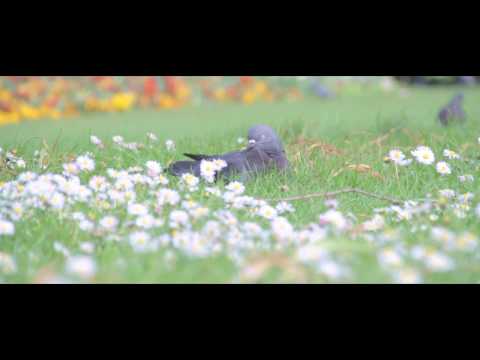 Apocolypse - Ideas Tap (Sophie Fenella + Antosh Wojcik)