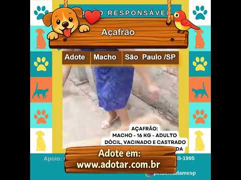 Vídeo de Açafrão