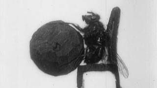 Дрессированная муха