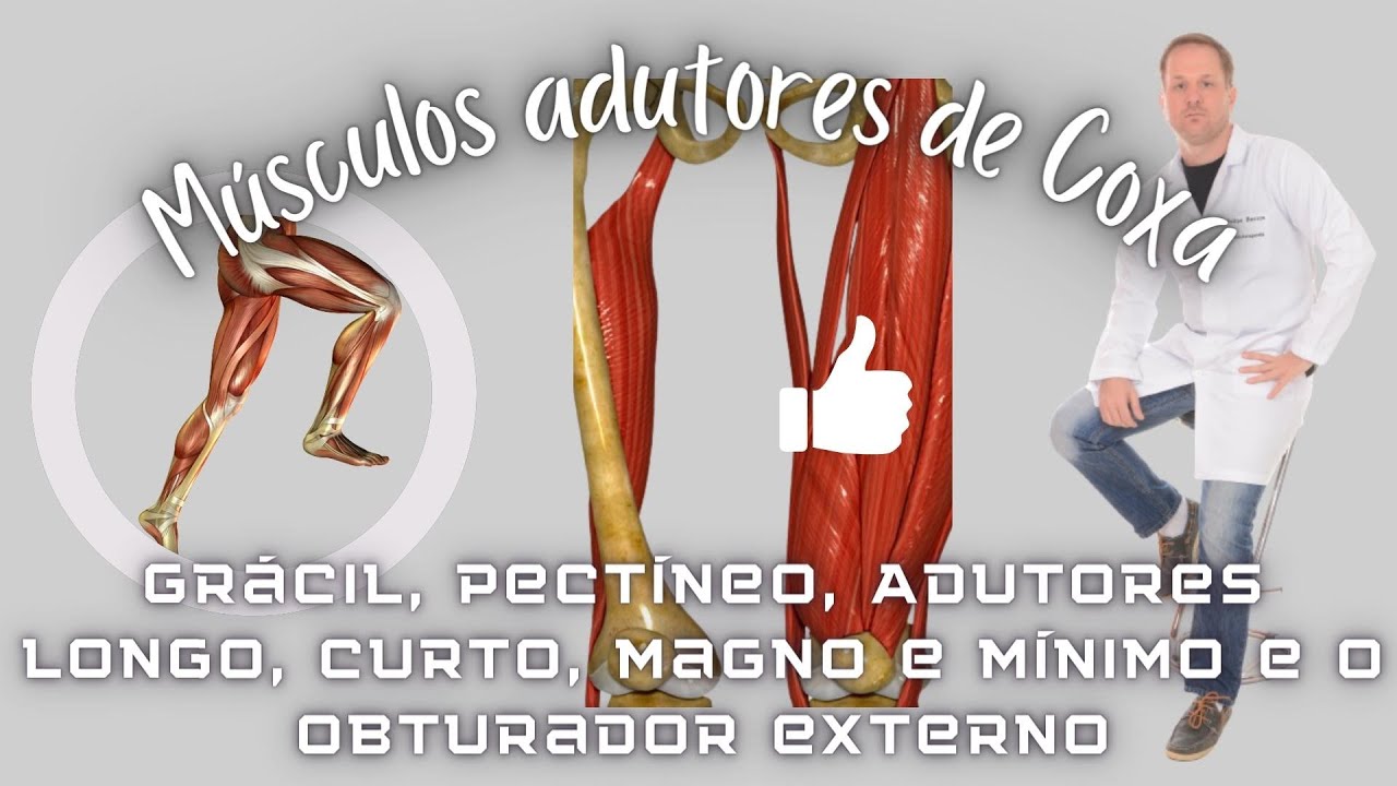 Músculos do compartimento medial da coxa: Adutores de coxa e quadril - Grácil, Pectíneo; Adutores