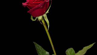 Duelo - Abrazame vida