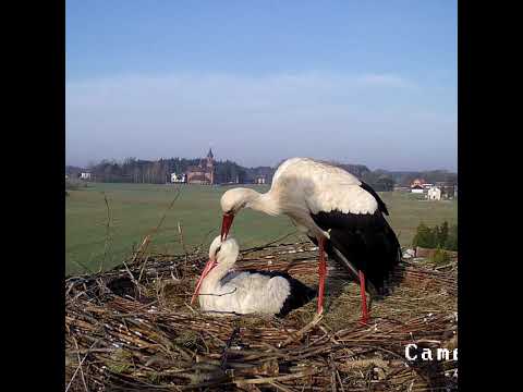 Gniazdo Ostrołęka - bociany na żywo - "Osti i Lenka"
